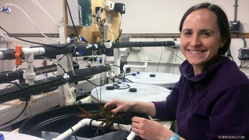 Acidic Waters and Sudden Warming Reduce Lobsters’ Heart Function and Immune Cells, Study Finds