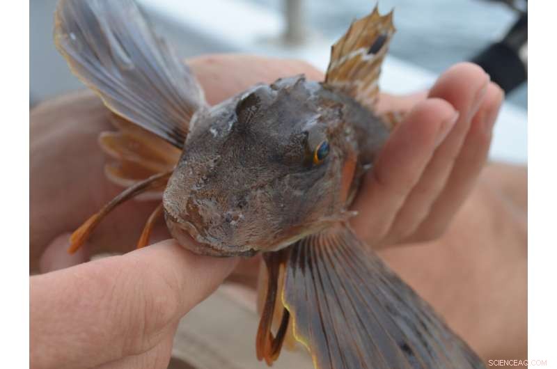 Sea Life Faces the Greatest Impact of Global Warming