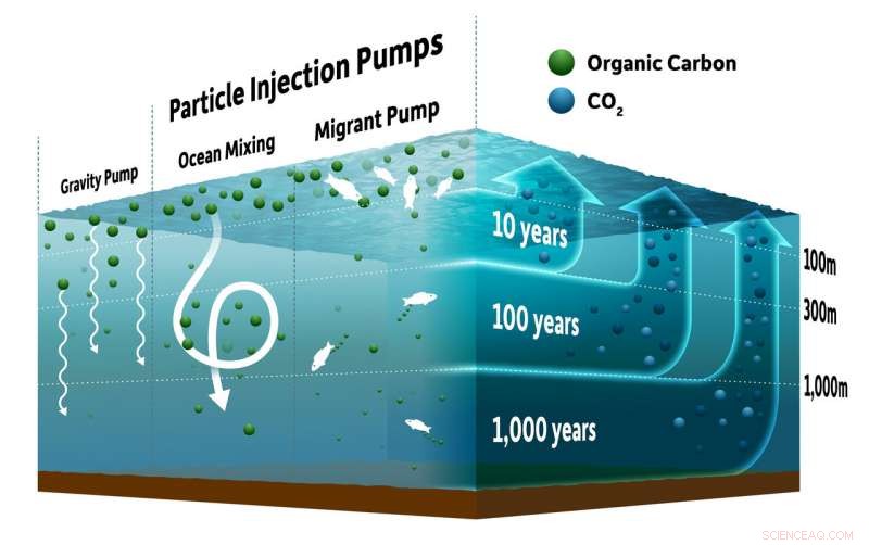 New Insights into How Ocean Pumps Shape Climate Change