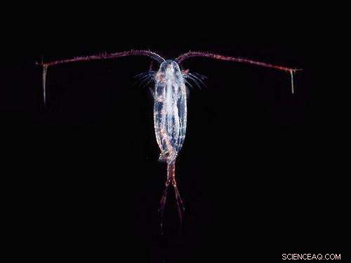 Copepods: Ocean’s Hidden Powerhouses & Key Ecosystem Players
