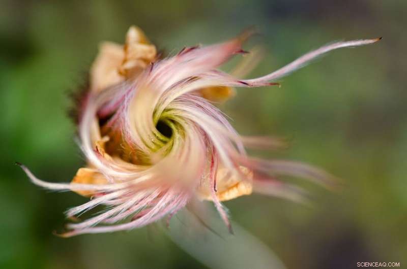 Arctic Spring Rush: Early Snow Melt Speeds Tundra Greening