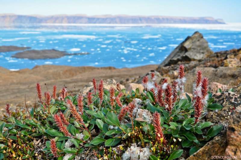 Arctic Spring Rush: Early Snow Melt Speeds Tundra Greening