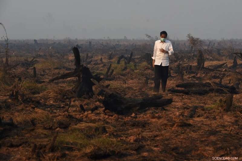 Massive Tropical Forest Loss: 2018 Burned an Area Equalling England – Global Report