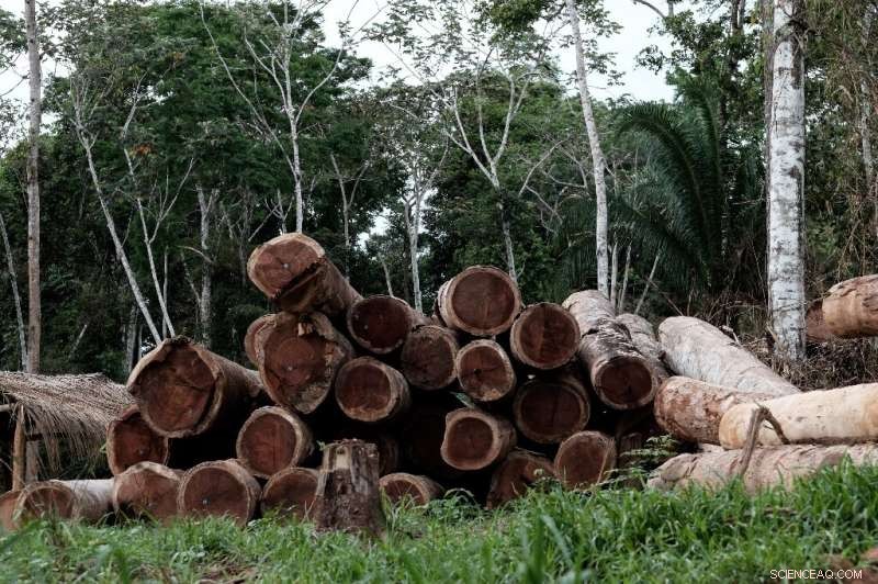 Massive Tropical Forest Loss: 2018 Burned an Area Equalling England – Global Report