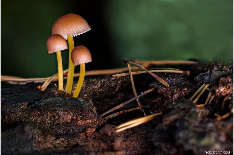 Mushroom Leather: The Sustainable Fashion Revolution