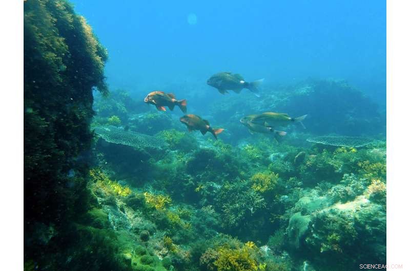 Ocean Acidification Threatens Millions: Impacts on Coastal Protection, Fisheries, and Aquaculture