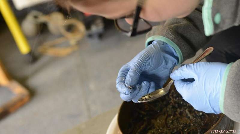 Alaskan Seashells Unveil Climate Shifts in the Arctic