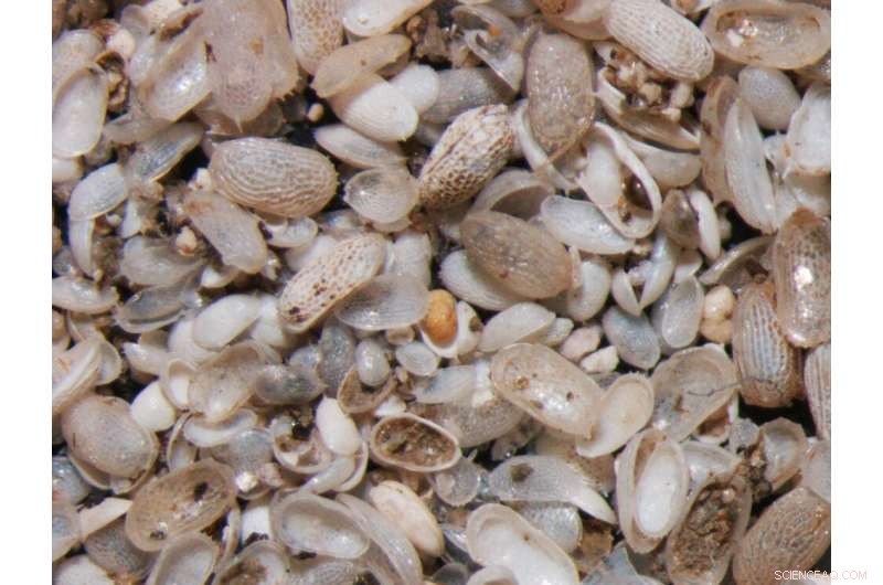 Scientists Reconstruct 3,000 Years of Monsoon Patterns Using Ostracod Shell Fossils