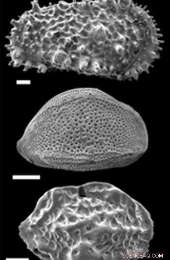 Scientists Reconstruct 3,000 Years of Monsoon Patterns Using Ostracod Shell Fossils