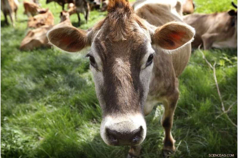 Do Cows Really Fart? The Science Behind Bovine Flatulence