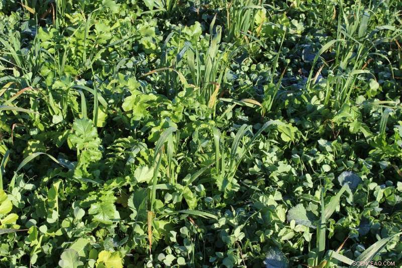 Balanced Cover Crop Mix Boosts Chesapeake Health and Bottom-Line Profitability