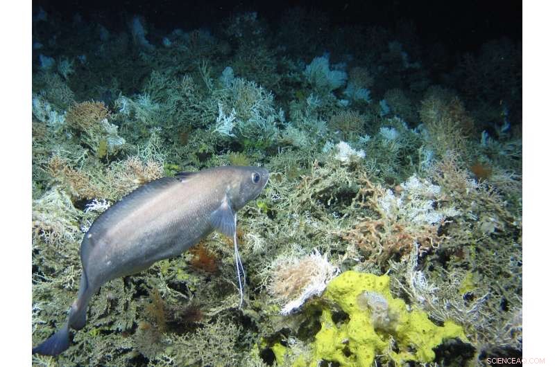 Protecting Climate Resilience: Seafloor Assessments of Sponges and Corals Safeguard Ocean Health