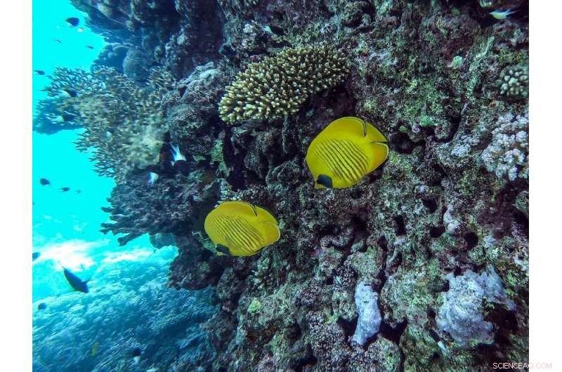 Rising Tourism in Egypt Threatens the Red Sea’s Coral Ecosystems