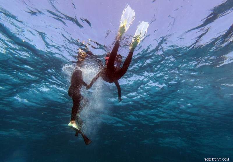 Rising Tourism in Egypt Threatens the Red Sea’s Coral Ecosystems