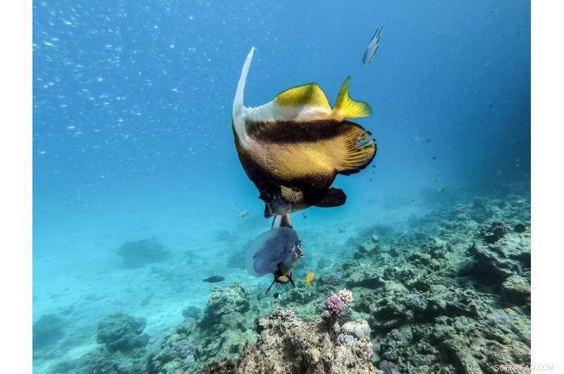 Rising Tourism in Egypt Threatens the Red Sea’s Coral Ecosystems