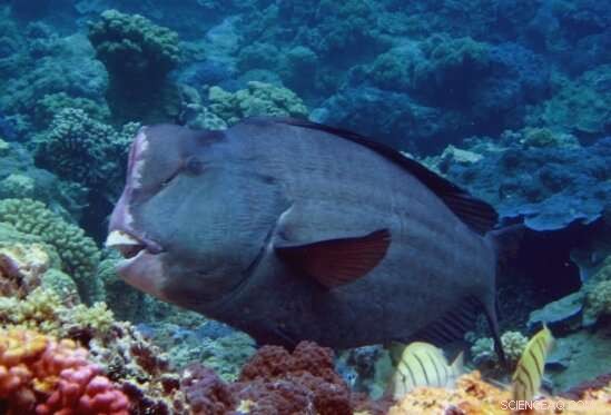 Scientists Investigate Molecular Links Between Bumphead Parrotfish and Coral Reef Ecosystems
