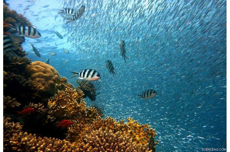 Tiny Acoustic Tags Combat Ocean Plastic: A New Initiative to Reduce Marine Litter