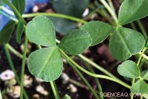 Ground‑level Ozone from Exhaust Gas Threatens Crop Yields