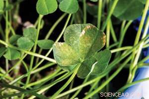 Ground‑level Ozone from Exhaust Gas Threatens Crop Yields