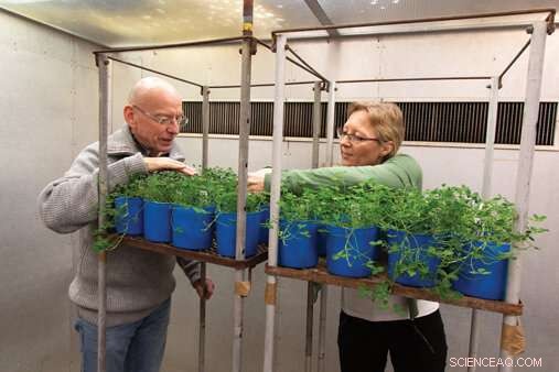 Ground‑level Ozone from Exhaust Gas Threatens Crop Yields