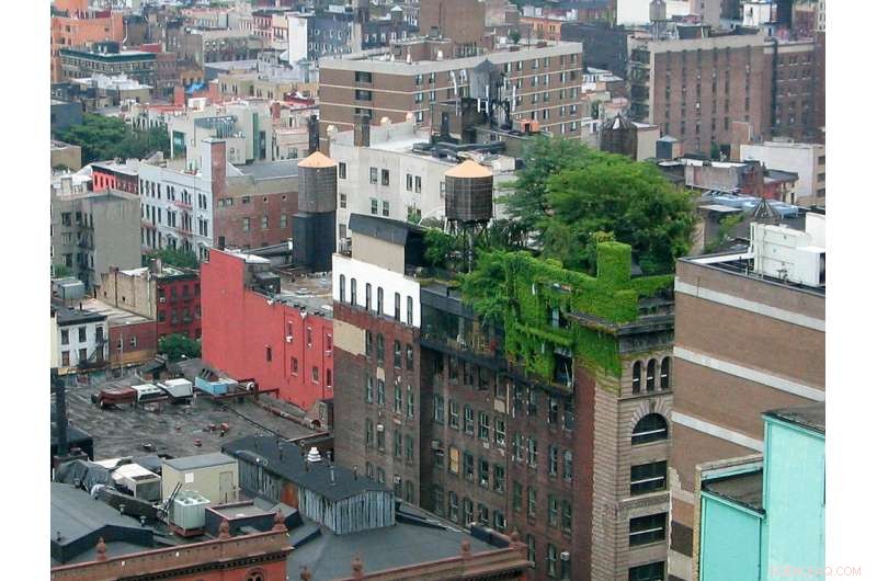 Urban Green Roof Gardening: Sustainable City Farming Made Easy