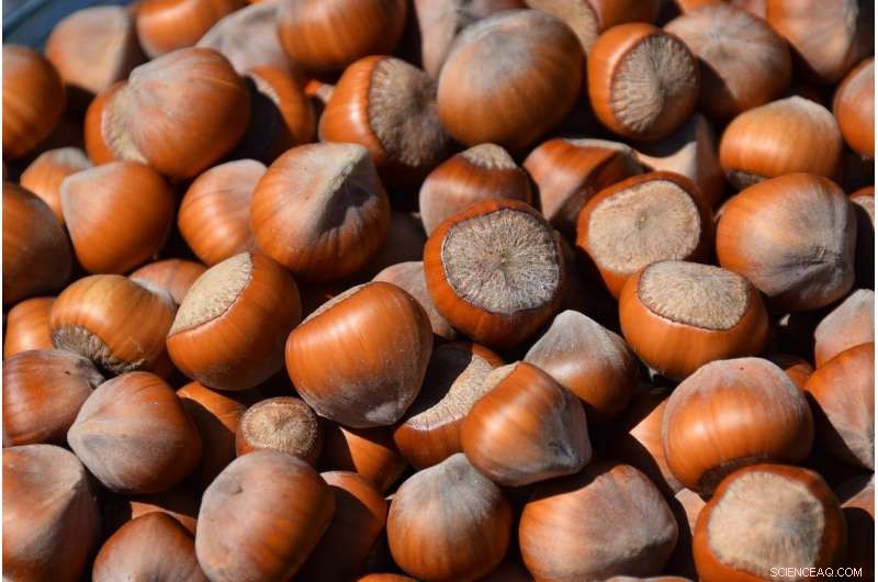 Scientists Cultivate Hazelnuts to Become the Next Profitable Crop for Midwest Farmers
