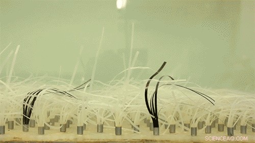 New Research Shows Seagrass as Powerful Tool Against Coastal Erosion