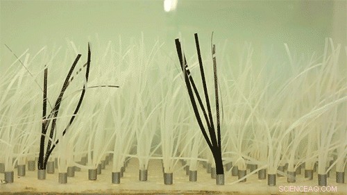 New Research Shows Seagrass as Powerful Tool Against Coastal Erosion