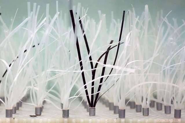 New Research Shows Seagrass as Powerful Tool Against Coastal Erosion