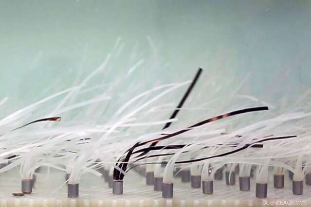 New Research Shows Seagrass as Powerful Tool Against Coastal Erosion