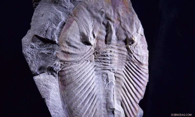 How Oxygen Levels Shaped the Rise and Fall of Early Animal Life