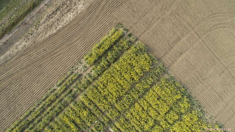 Early Winter Heat Is Costing Rapeseed Growers Millions
