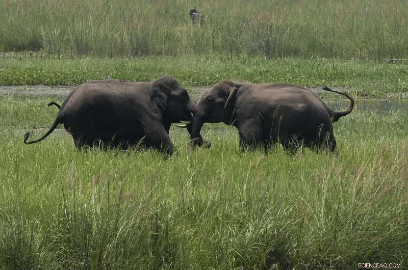 UN Study Reveals Human Activity Accelerates Species Extinction