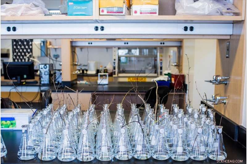 Forecasting Early Spring Budburst with Genetics in a Climate‑Changing World