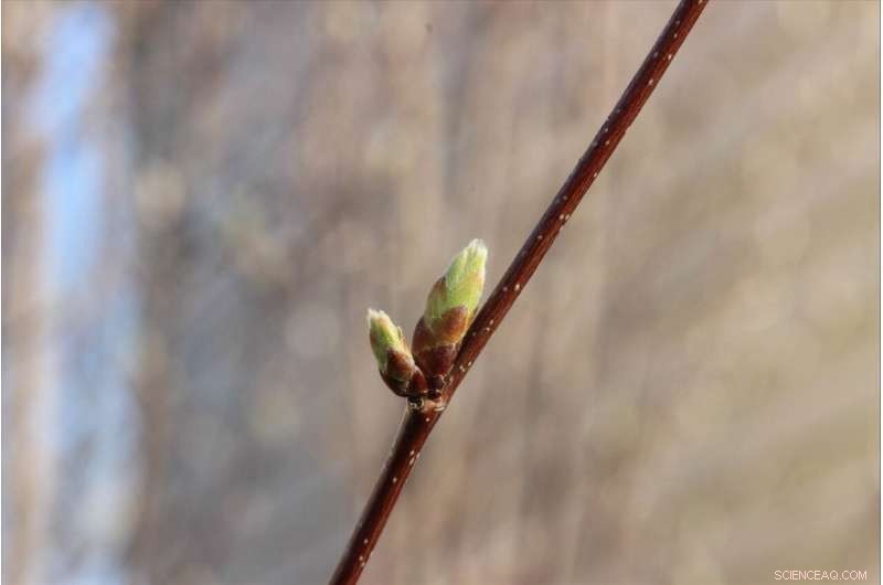 Forecasting Early Spring Budburst with Genetics in a Climate‑Changing World