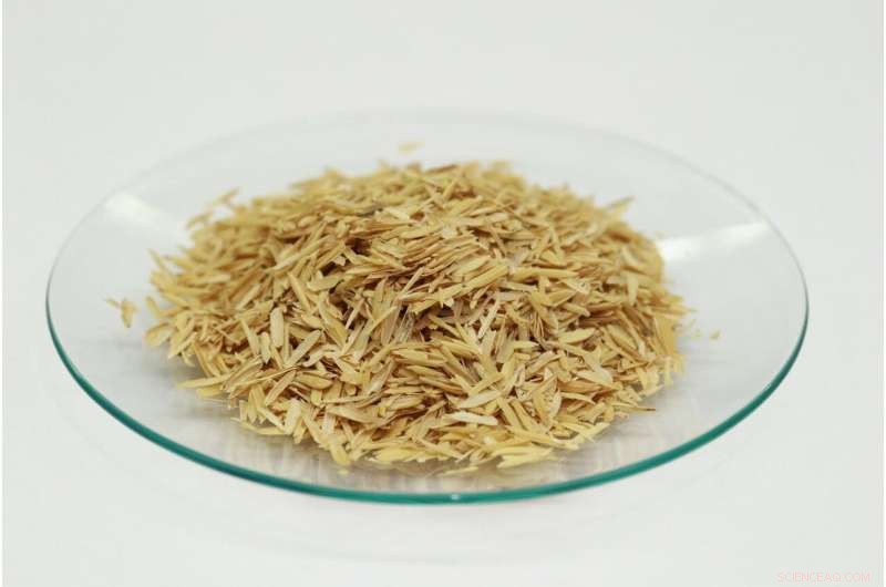 Rice Husk Filtration: An Effective Solution to Remove Microcystin Toxins from Water
