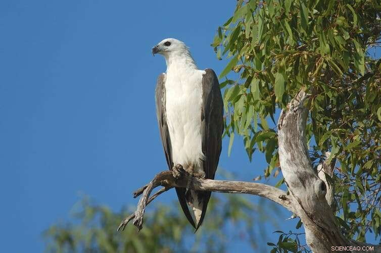 Can Kakadu s Uranium Mine Meet National Park Standards? A Call for a Stronger Cleanup Plan