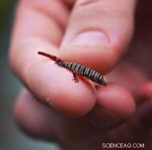 Centralizing Nonhuman Life in Sustainable Problem‑Solving