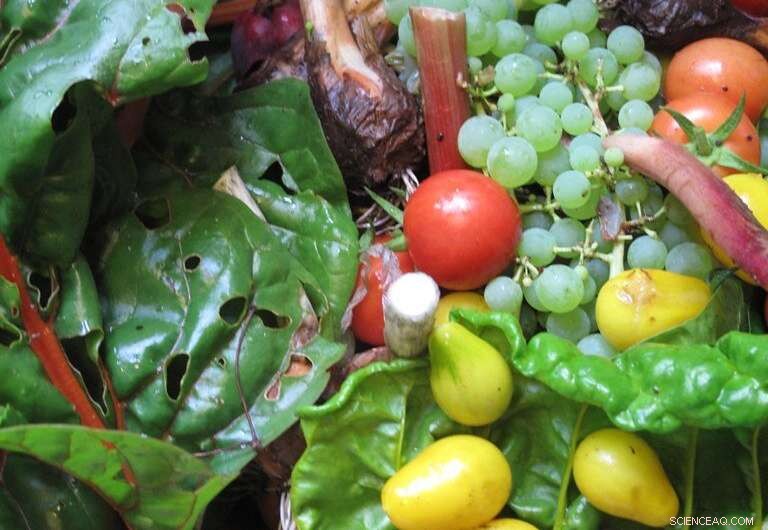 Combat Food Waste: Turning Kitchen Scraps into Valuable Resources