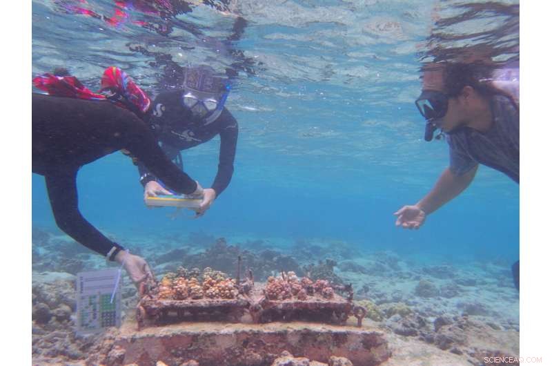 Heat‑Resilient Corals Thriving in Nurseries Survive El Niño Bleaching