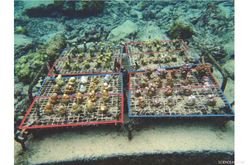 Heat‑Resilient Corals Thriving in Nurseries Survive El Niño Bleaching
