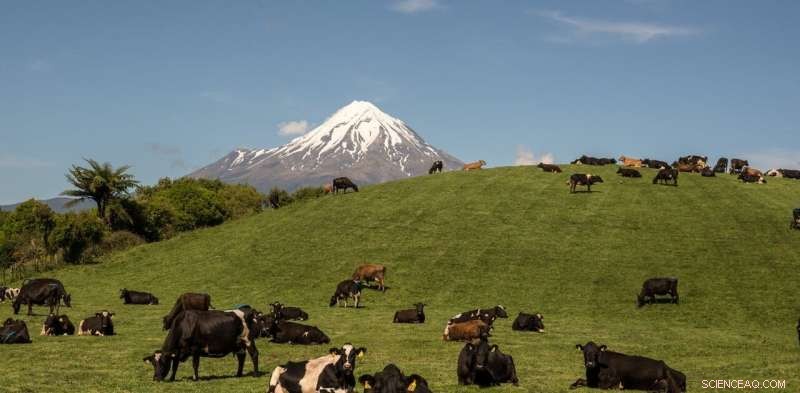 New Zealand Unveils Landmark Zero‑Carbon Bill Targeting Agricultural Methane Emissions