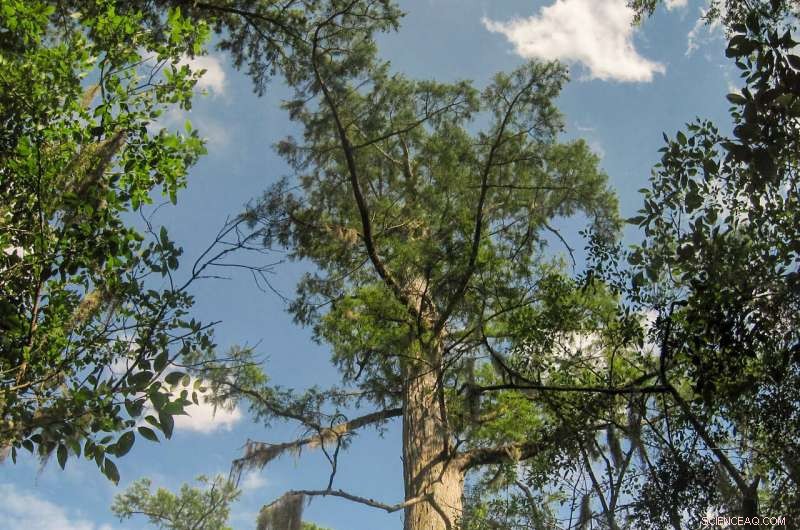 Scientists Uncover Record-Breaking Ancient Bald Cypress Trees in Eastern North America