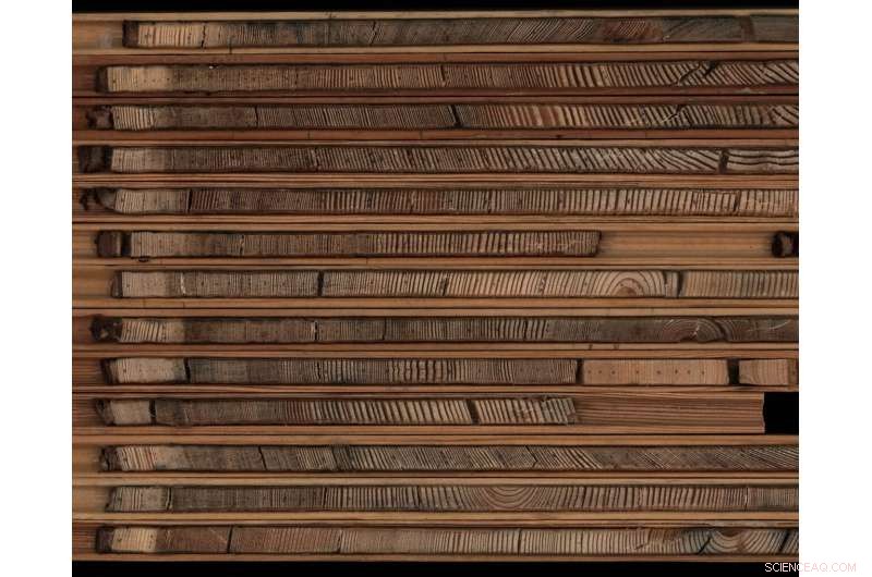 Climate Change Accelerates Growth of Ancient Larch Trees in China’s Permafrost Forests