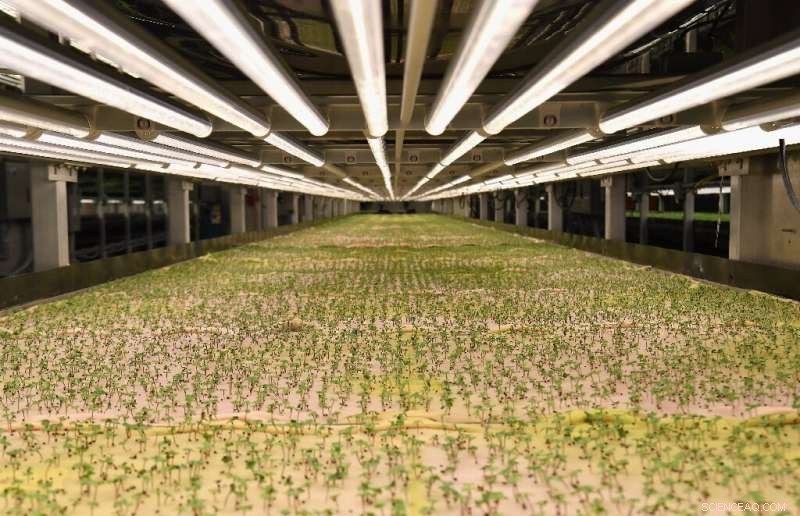 Subterranean Living: The Key to Climate, Population, and Food Crisis Solutions