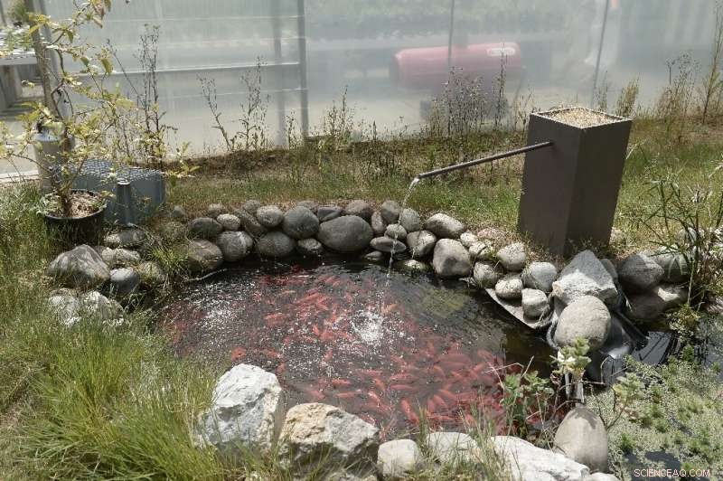 Subterranean Living: The Key to Climate, Population, and Food Crisis Solutions