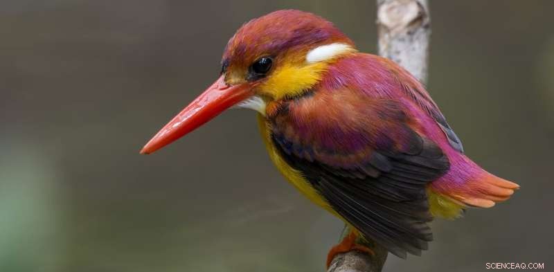 Replanting Oil Palm Accelerates a New Biodiversity Crisis