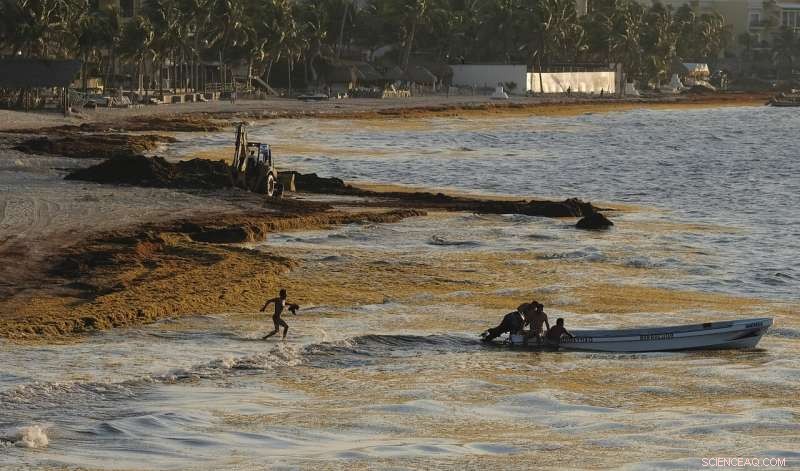 Mexico’s Prized Beaches Threatened by Odorous Algae Invasion