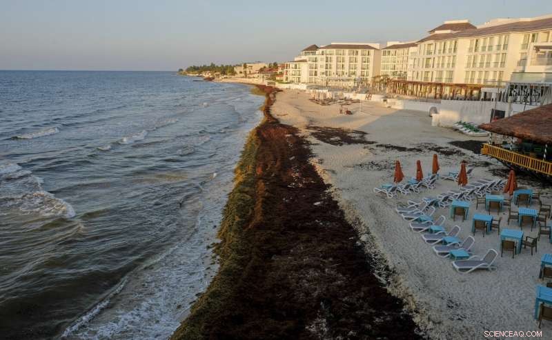 Mexico’s Prized Beaches Threatened by Odorous Algae Invasion