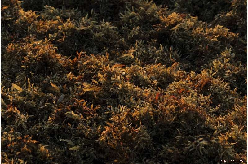 Mexico’s Prized Beaches Threatened by Odorous Algae Invasion